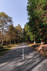 Neverending road crossing Gerês National Park forest during Portuguese autumn 