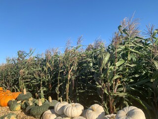 Variety of Pumpkins in Front of Corn Stalks