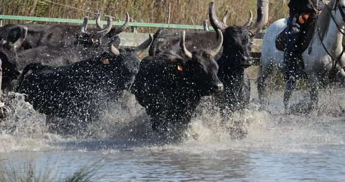 Camargue bulls, Bos taurus, the Camargue,Occitania,  France.