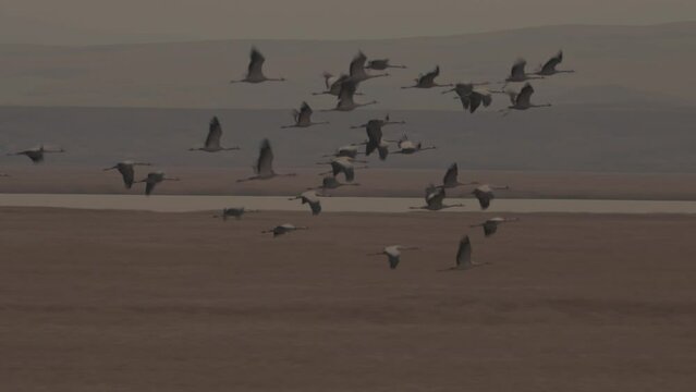 Cranes (Grus Grus) Flying In Autumn Migration