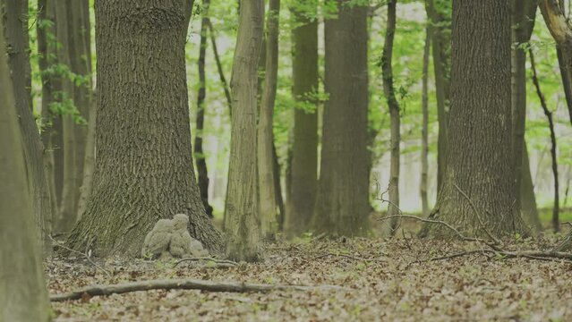 Beautiful young uhu owls in a forest at the base of a tree Bubo Bubo