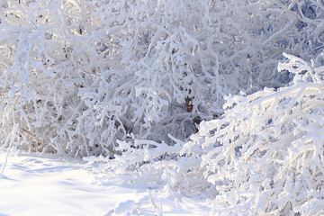Russian nature in winter, beautiful Christmas background. After a snowfall, tree branches are covered with snow and sparkle in the sun, in severe frost and low temperatures. 