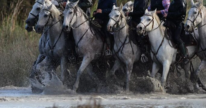 Camargue horses running in the marshland, Camargue, France