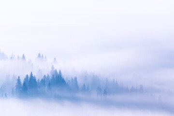 Fog and clouds on mountain hills. Spruce Wood Silhouette Surrounded by mist on white. Slow moving clouds over pine forest. Carpathian range - 664640333