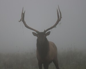 Elk Bull In the Morning Mist Fall Rut 