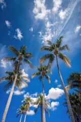 Tall palm trees and blue sky with clouds. Low angle view. Tropical nature. Generative Ai