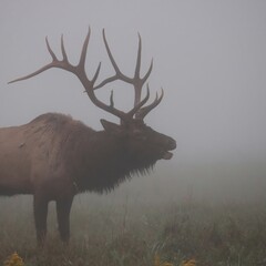 Elk Bull In the Morning Mist Fall Rut 
