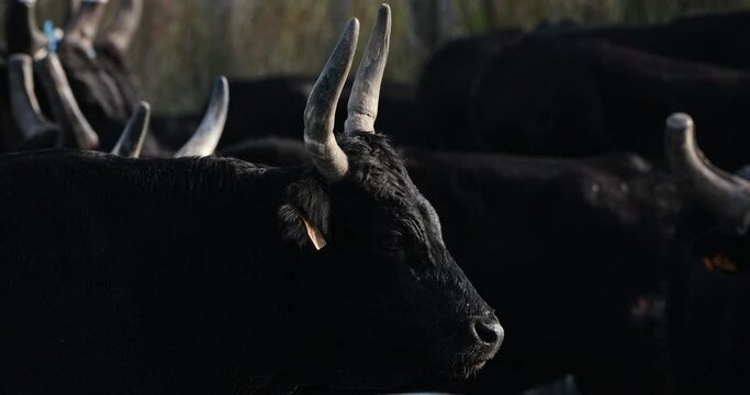 Camargue bulls, Bos taurus, the Camargue,Occitania,  France.