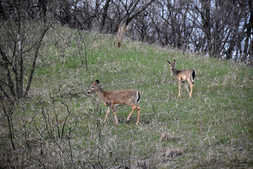 Naklejka na ściany i meble White-tailed deer (Odocoileus virginianus) or Virginia Deer in wooded area in early spring