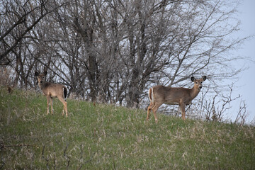 Naklejka premium White-tailed deer (Odocoileus virginianus) or Virginia Deer in wooded area in early spring