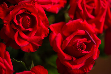 Fresh dark red roses close up texture background for St. Valentine's Day
