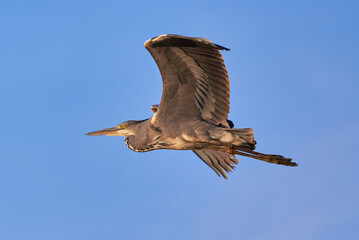 Obraz premium Grey heron bird in flight (Ardea cinerea)