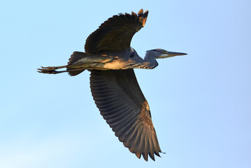 Grey heron bird in flight (Ardea cinerea)