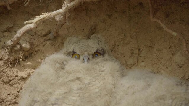 Eurasian Eagle Owl (Bubo Bubo) Chicks Baby Owlets In The Nest Close-Up Image