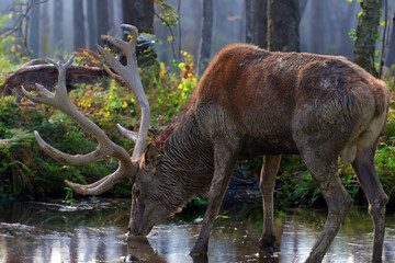 Hirsch beim Schöpfen (Trinken)