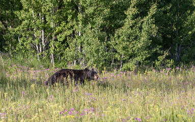 Black Bear in Flowers and Grass