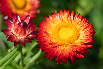 Close up of a red strawflower (xerochrysum bracteatum) in bloom