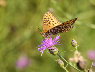 Summertime Butterfly