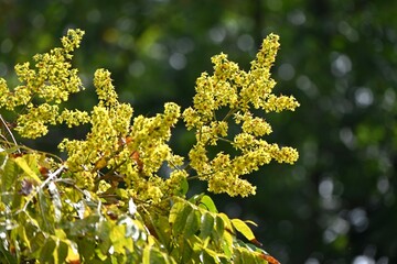 Flamegold rain tree ( Koelreuteria henryi )flowers. Sapindaceae deciduous tropical tree. Small yellow five-petaled flowers appear in panicles from September to October.