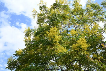 Flamegold rain tree ( Koelreuteria henryi )flowers. Sapindaceae deciduous tropical tree. Small yellow five-petaled flowers appear in panicles from September to October.