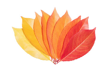 Autumn leaves fan out and form a gradient of color from yellow to red. Isolated on white.