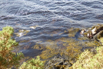 Tang in den Wellen, Highlands, Schottland