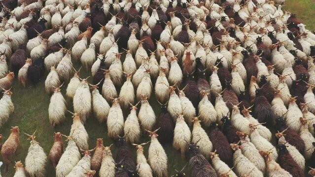 Herd Of Sheep Aerial (Ovis Aries)