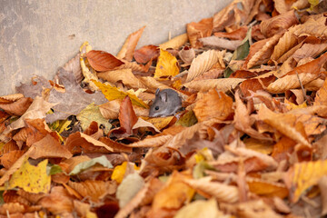 The deer mouse (Peromyscus maniculatus) north American native rodent, often called the North American deermouse