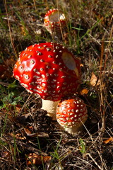 Red fly agaric is waiting for Christmas