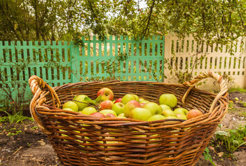 Large rural basket with apples