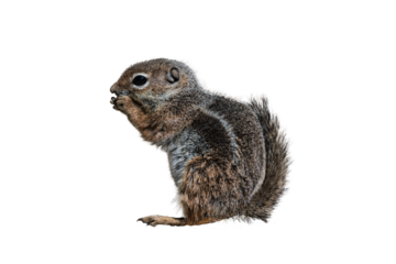 Harris's Antelope Squirrel (Ammospermophilus harrisii) Photo, in Fine Detail, on a Transparent Background