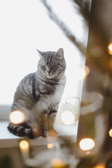Merry christmas celebration and cat. Gray fluffy cute cat near decorated christmas tree. Furry pet resting at home for holidays.