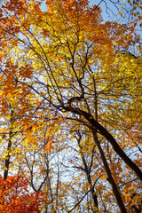 Autumn forest on sunny September day. Bright red and yellow colors of autumn. Selective focus