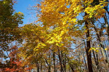 Tree branches with bright yellow leaves against clear blue sky. Bright yellow maple leaves on sunny September day. Beautiful bright colors of autumn. Selective focus