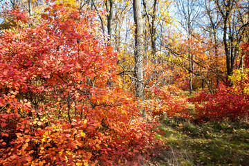 Fototapeta premium Autumn forest on sunny September day. Bright red and yellow colors of autumn. Selective focus