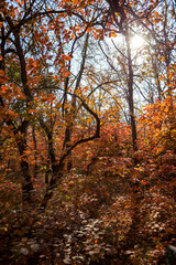 Obraz premium Autumn forest on sunny September day. Bright red and yellow colors of autumn. Selective focus