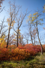 Autumn forest on sunny September day. Bright red and yellow colors of autumn. Selective focus