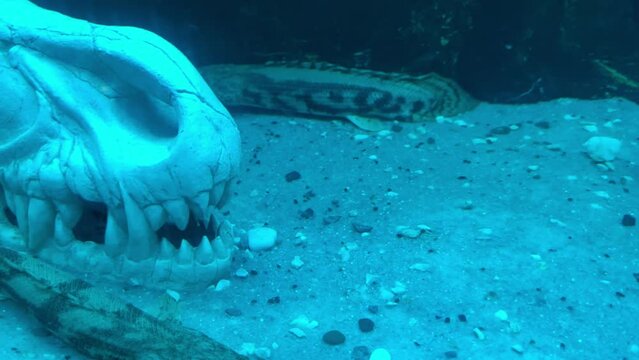 A Polypterus fish lies motionless at the bottom of a dark, muddy pond next to dinosaur skulls. A fish in the middle of an animal's skull underwater. Decorative creative design of the aquarium