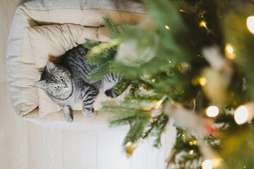 Funny gray striped tabby cat under the Christmas tree decorated with toys.