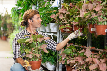 Flower shop owner posing with red syngonium flower in flower shop