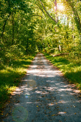 road in the summer forest. The shadow of the trees falls on the dirt road.