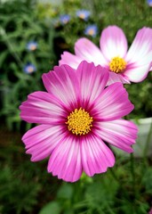 Beautyful cosmo flower in spring time - 664663976