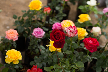 Photograph of plants for sale in a local market in South America. Concept of plants and flowers.