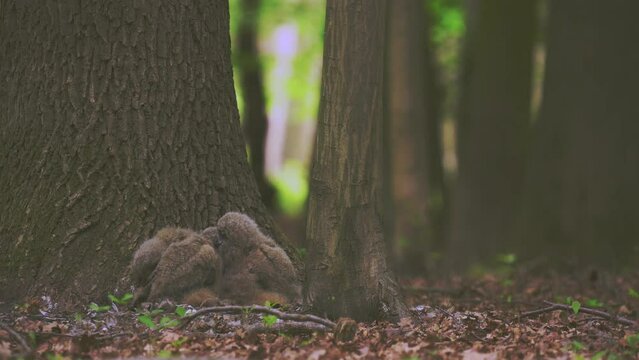 Beautiful young uhu owls in spring in the forest at the base of a tree Bubo Bubo