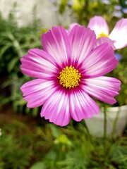 Beautyful cosmo flower in spring time - 664664181