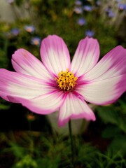 Beautyful cosmo flower in spring time - 664664184