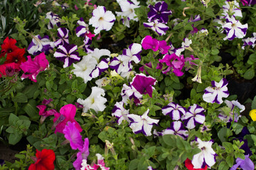 Fototapeta premium Photograph of plants for sale in a local market in South America. Concept of plants and flowers.