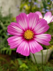 Beautyful cosmo flower in spring time - 664664339