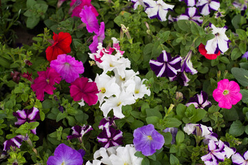 Photograph of plants for sale in a local market in South America. Concept of plants and flowers.