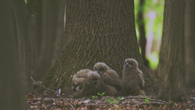Beautiful young uhu owls in spring in the forest at the base of a tree Bubo Bubo
